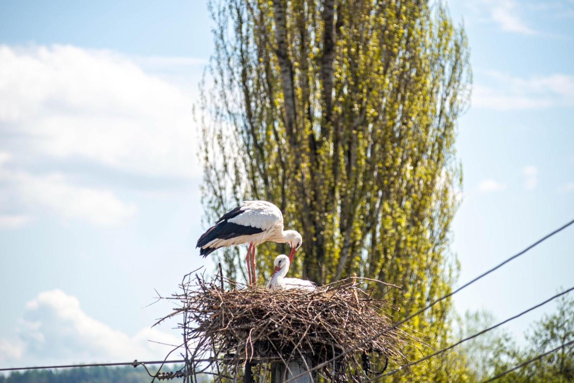 Vronis Ferienwohnungen Muhlingen Экстерьер фото